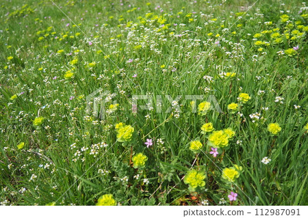 Erodium cicutarium, storks-bill, redstem filaree, redstem stork bill or pinweed Geraniaceae. Flowers of shepherd's purse. Capsella bursa-pastoris Brassicaceae. Euphorbia serrata spurge Euphorbiaceae 112987091
