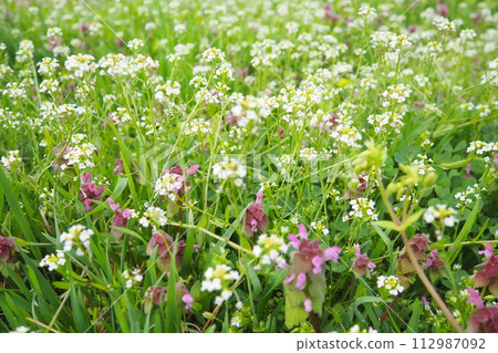 Lamium purpureum, red purple dead-nettle, purple archangel is annual herbaceous flowering plant. Flowers of shepherd's purse. Capsella bursa-pastoris in the mustard family Brassicaceae. Spring meadow Lamium purpureum, red purple dead-nettle, purple archangel is annual herbaceous flowering plant. Flowers of shepherd's purse. Capsella bursa-pastoris in the mustard family Brassicaceae. Spring meadow 112987092