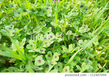 Trifolium repens, white clover, is a herbaceous perennial plant in bean family Fabaceae, Leguminosae. A forage crop in most grassy areas, lawns and gardens. Green clover leaves with brown spots. Trifolium repens, white clover, is a herbaceous perennial plant in bean family Fabaceae, Leguminosae. A forage crop in most grassy areas, lawns and gardens. Green clover leaves with brown spots. 112987094