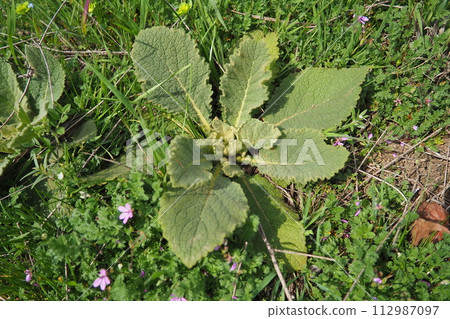 Salvia is largest genus of plants in the sage family Lamiaceae. Within the Lamiaceae, Salvia is part of the tribe Mentheae within the subfamily Nepetoideae. Salvia officinalis, common sage, or sage. 112987097