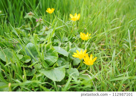 Ficaria verna, Ranunculus ficaria L, commonly known as lesser celandine or pilewort, is a low-growing, hairless perennial flowering plant in the buttercup family Ranunculaceae. Yellow flowers in Ficaria verna, Ranunculus ficaria L, commonly known as lesser celandine or pilewort, is a low-growing, hairless perennial flowering plant in the buttercup family Ranunculaceae. Yellow flowers in 112987101
