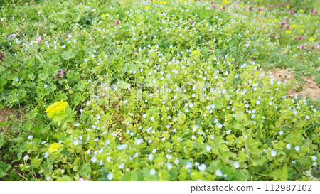 Forget-me-nots in the meadow in the grass. Myosotis is a genus of flowering plants in the family Boraginaceae. Beautiful blue forget-me-nots or scorpion grasses. Flora of Serbia. Wildflowers in bloom 112987102