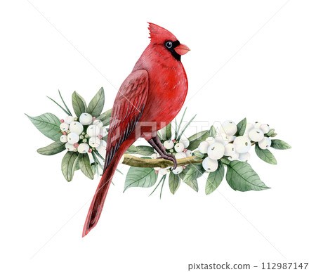 Red cardinal Christmas bird sitting on snowberry branch with white berries watercolor isolated illustration for winter holidays symbols designs, greeting cards and New Year party postcards 112987147