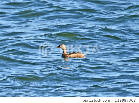 Grebe drifting in the pond 112987308