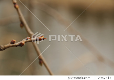 [Aomori City Aiura Park] Cherry blossom buds 112987417