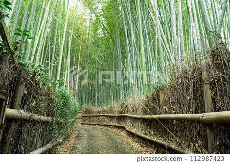 Scenery of the bamboo forest path in Sagano, Kyoto Scenery of the bamboo forest path in Sagano, Kyoto 112987423