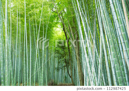京都嵯峨野竹林小徑風景 112987425