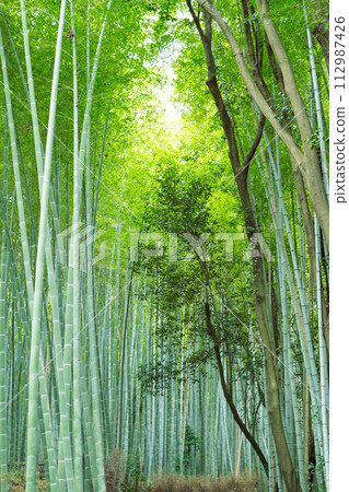 京都嵯峨野竹林小徑風景 112987426