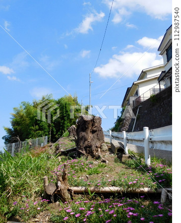 A cherry tree stump with plants growing on it A cherry tree stump with plants growing on it 112987540