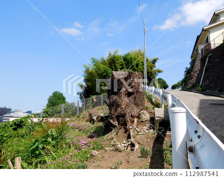 A cherry tree stump with plants growing on it A cherry tree stump with plants growing on it 112987541