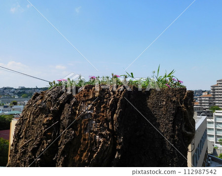 A cherry tree stump with plants growing on it A cherry tree stump with plants growing on it 112987542