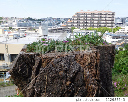 A cherry tree stump with plants growing on it A cherry tree stump with plants growing on it 112987543