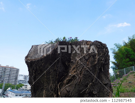 一個櫻桃樹樁，上面長著植物 112987545