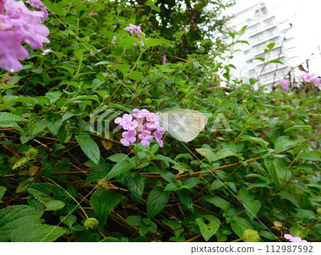 馬纓丹和monstrochium 馬纓丹和monstrochium 112987592