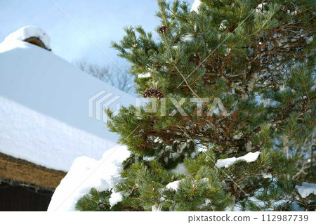 松樹、雪和茅草屋頂 松樹、雪和茅草屋頂 112987739