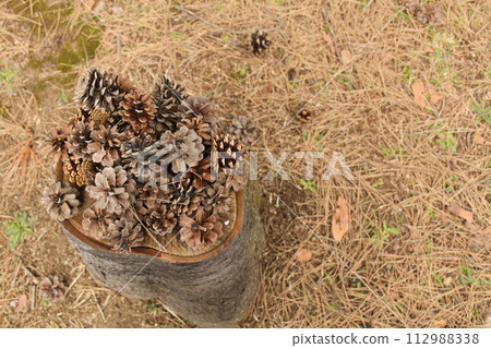[青森市相浦公園]樹樁與松果 112988338