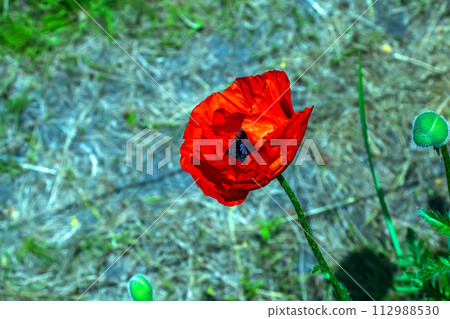Oriental poppy flower 112988530