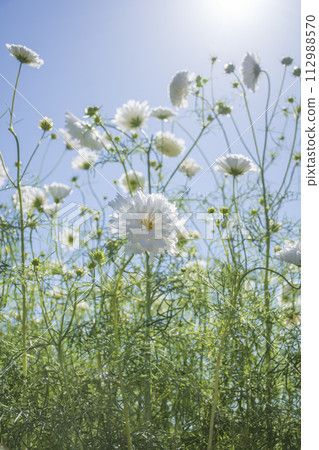 白色波斯菊盛開的公園 白色波斯菊盛開的公園 112988570