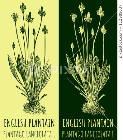 Vector drawings ENGLISH PLANTAIN. Hand drawn illustration. Latin name PLANTAGO LANCEOLATA L. 112988637