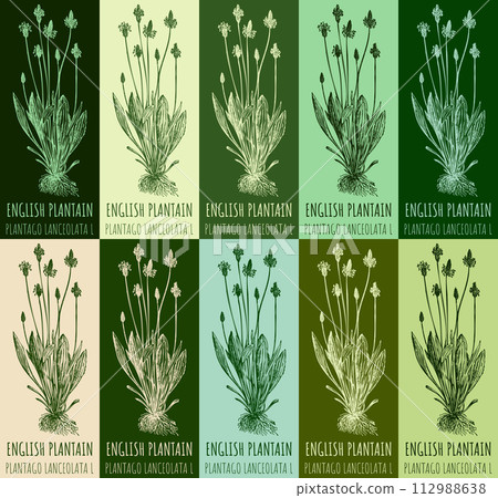 Set of vector drawing of ENGLISH PLANTAIN in various colors. Hand drawn illustration. Latin name PLANTAGO LANCEOLATA L. 112988638