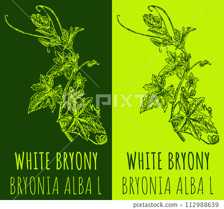 Vector drawings WHITE BRYONY. Hand drawn illustration. Latin name BRYONIA ALBA L. 112988639