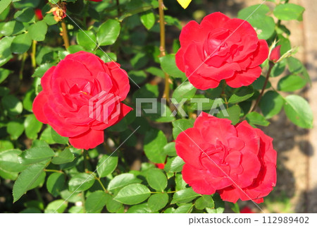 公園裡盛開的秋玫瑰（紅色，重瓣花，特寫） 112989402