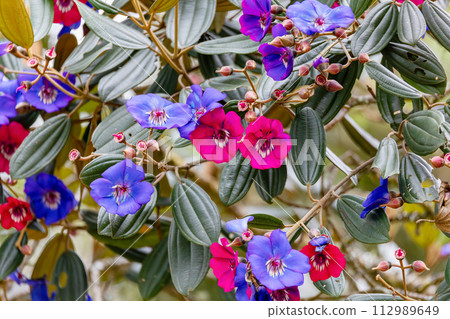 Andesanthus lepidotus, Tibouchina lepidota, known as Andean princess flower, Guasca, Cundinamarca Department, Colombia 112989649