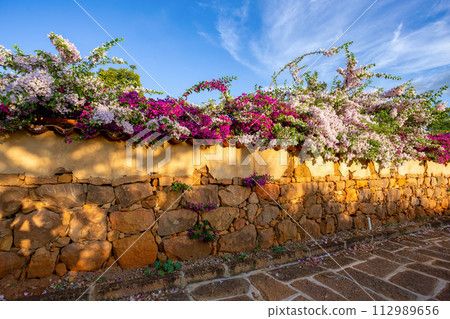 Bougainvillea buttiana, flowering plant, Barichara Santander department, Colombia Bougainvillea buttiana, flowering plant, Barichara Santander department, Colombia 112989656