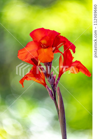 Canna hybrida Rodigas, flower Canna or canna lily, flowering plants in the family Cannaceae. Santander department, Colombia Canna hybrida Rodigas, flower Canna or canna lily, flowering plants in the family Cannaceae. Santander department, Colombia 112989660