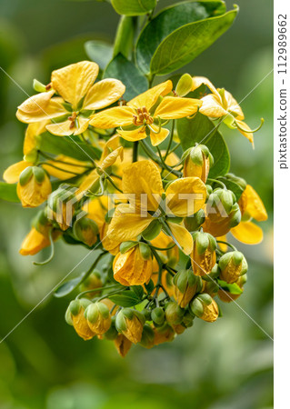 Cassia fistula, known as golden shower, Santander department, Colombia Cassia fistula, known as golden shower, Santander department, Colombia 112989662