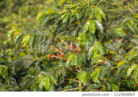 Coffea arabica, known as the Arabica coffee, species of flowering plant. Antioquia department, Colombia 112989664