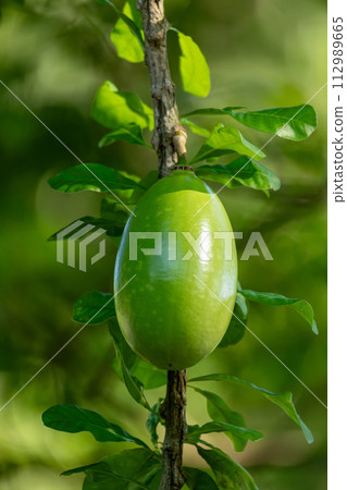Crescentia cujete, commonly known as the calabash tree, flowering plant native to the Americas. Magdalena department, Colombia 112989665