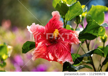 Hibiscus rosa-sinensis, Flower species of tropical hibiscus, a flowering plant, Magdalena department, Colombia 112989678