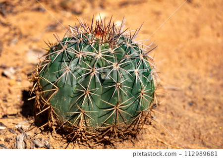 Melocactus curvispinus known as the Turks cap... - Stock Photo [112989681]  - PIXTA
