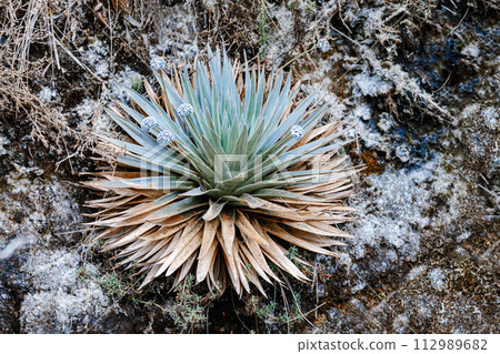 Paepalanthus alpinus. Native plant species is Colombia. Cundinamarca Department, Colombia 112989682