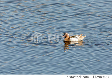 Garganey (Spatula querquedula), small dabbling duck. European bird wildlife, Czech republic 112989687