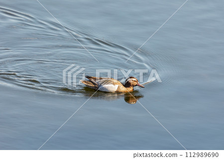 Garganey (Spatula querquedula), small dabbling duck. European bird wildlife, Czech republic 112989690