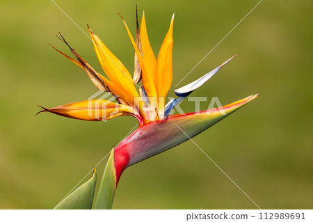 Strelitzia reginae, commonly known as the crane flower. Quindio department, Colombia 112989691