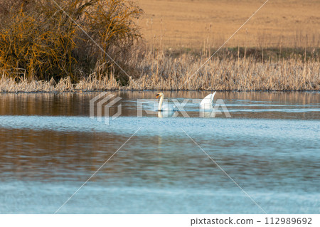 Wild bird mute swan male in winter on pond 112989692