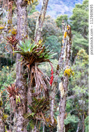 Tillandsia fendleri, species of flowering plant. Cundinamarca Department, Colombia 112989695