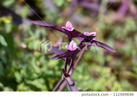Tradescantia pallida, species of spiderwort flower. Commonly called purple secretia. Santander department, Colombia 112989696