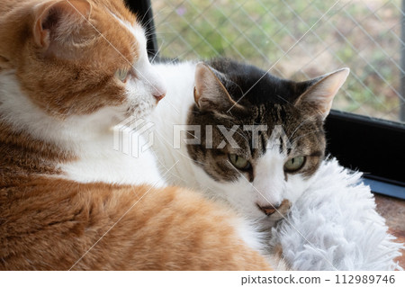 兩隻貓在窗邊放鬆 兩隻貓在窗邊放鬆 112989746