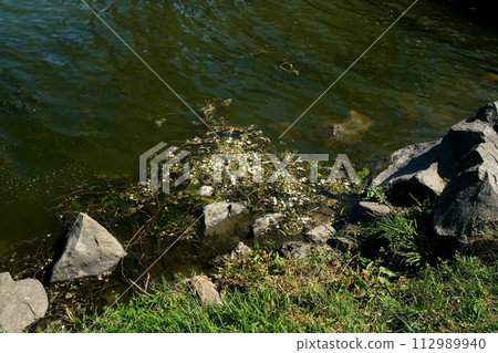 Shore of pond overgrown with green grass with huge stones and algae in water. Shore of pond overgrown with green grass with huge stones and algae in water. 112989940