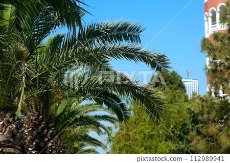 Palm trees in city with green leaves swaying in wind on street, bottom view. 112989941