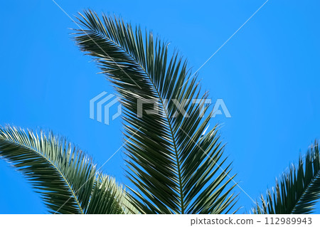 Nature background with huge palm tree leaves swaying in wind on clear blue sky. Nature background with huge palm tree leaves swaying in wind on clear blue sky. 112989943