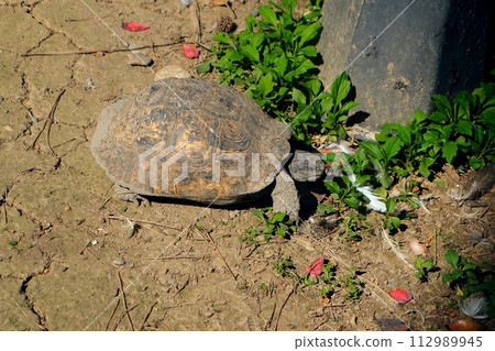 Land big turtle crawling on dry ground in zoo natural park finding food. Land big turtle crawling on dry ground in zoo natural park finding food. 112989945
