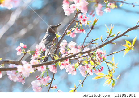櫻花和鵯野鳥 櫻花和鵯野鳥 112989991
