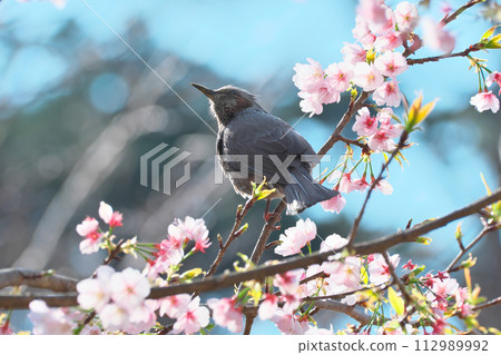 Cherry blossoms and bulbul wild birds 112989992