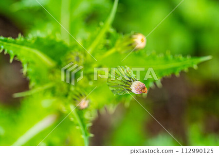 蒲公英~絨毛張開時發芽~ 蒲公英~絨毛張開時發芽~ 112990125