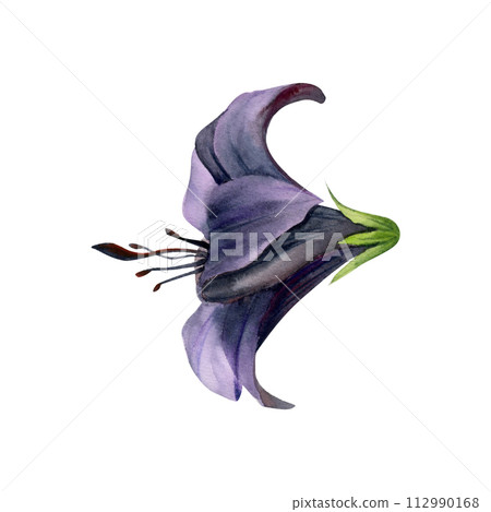 Hand drawn watercolor illustration botanical flowers. Dark lily daffodil clivia amaryllis hibiscus belladonna canna hippeastrum. Single object isolated on white background. Design wedding, love cards 112990168